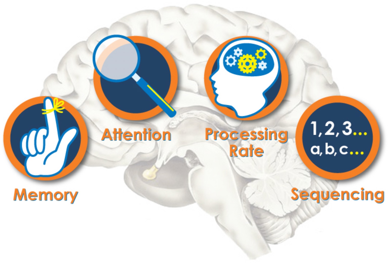 brain processes